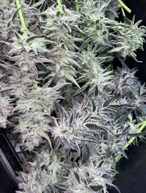 Wook Foot - Garlic Breath x Mendo Montage F6 - Image 3