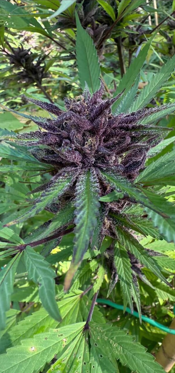 Mendo Grapes - (Grape Cream Cake x Mendo Montage F6) - Image 2