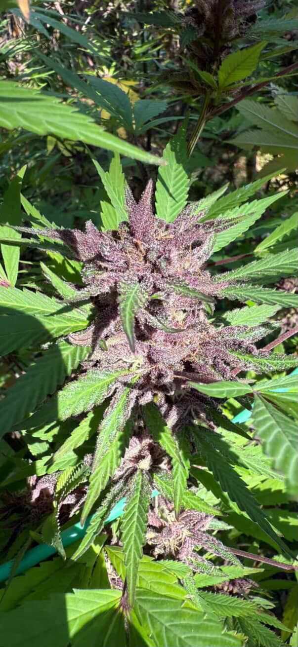 Mendo Grapes - (Grape Cream Cake x Mendo Montage F6)