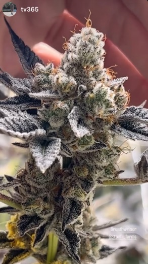 Breath Winner - (Garlic Breath x Bread Winner)