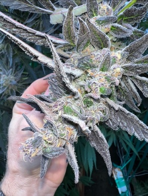 Wook Foot - Garlic Breath x Mendo Montage F6 - Image 4