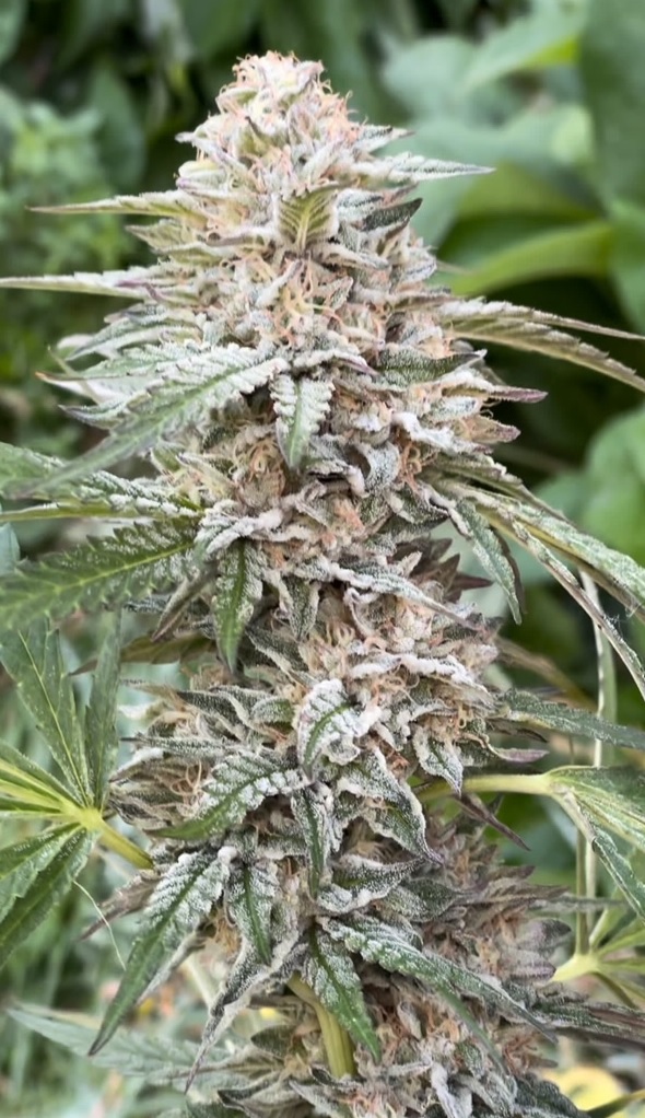“Grape Crepe”- Grape gas x Illmonic