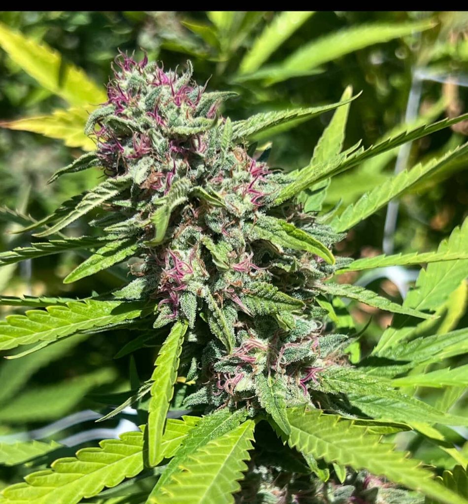 “Papaya Slüt” - Papaya x Illmonic
