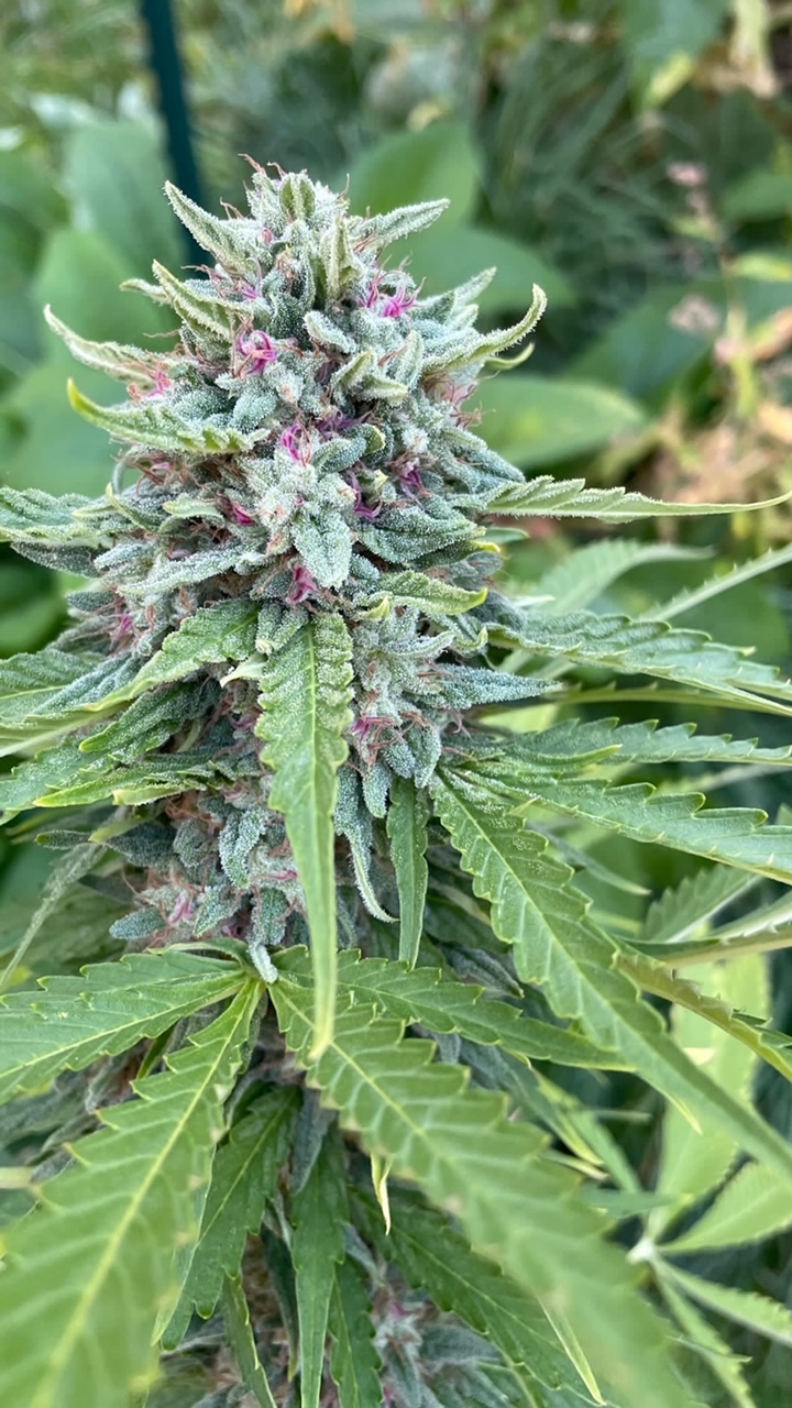 “Papaya Slüt” - Papaya x Illmonic - Image 2