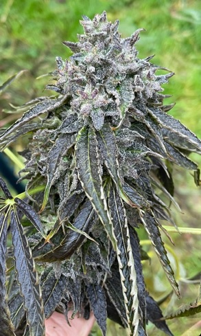 “Pineapple Mon” - Pineapple Slurricane x Illmonic