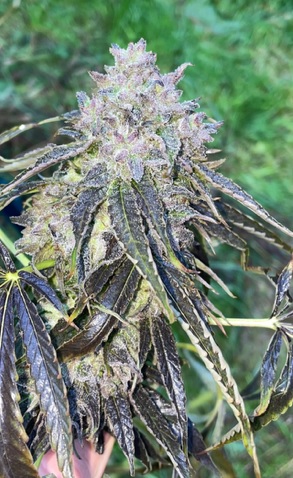 “Pineapple Mon” - Pineapple Slurricane x Illmonic - Image 2