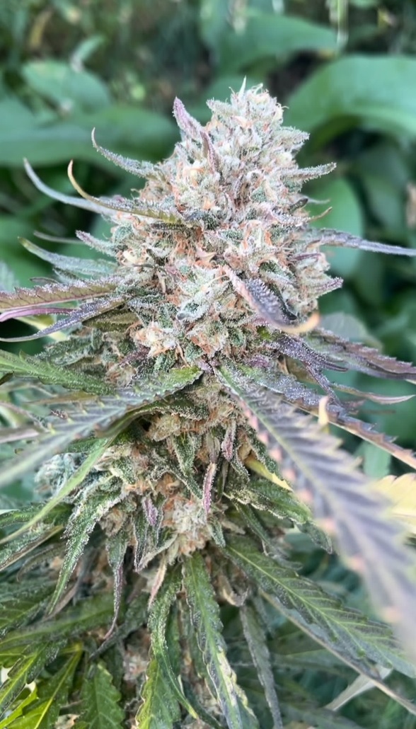 “Pineapple Mon” - Pineapple Slurricane x Illmonic - Image 3