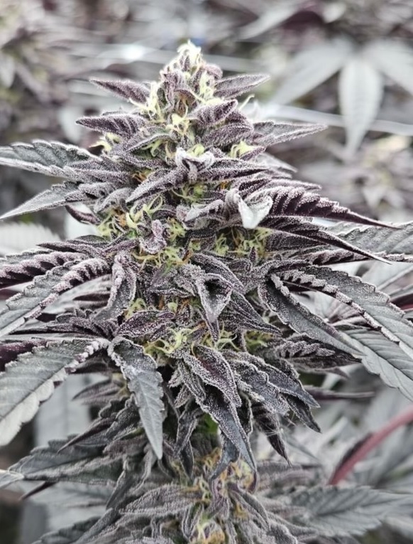 Beef Banger - Sherbanger 33 x Kobe Beef Bx3 - Image 2