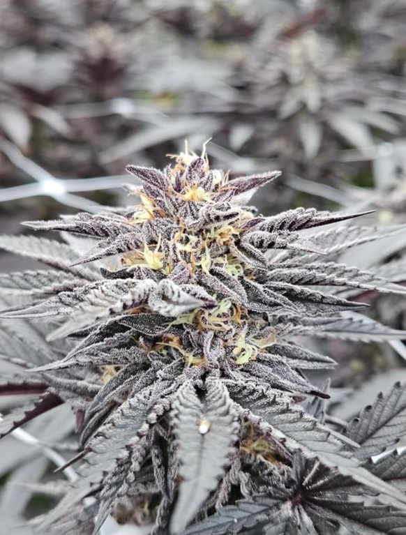 Beef Banger - Sherbanger 33 x Kobe Beef Bx3 - Image 3