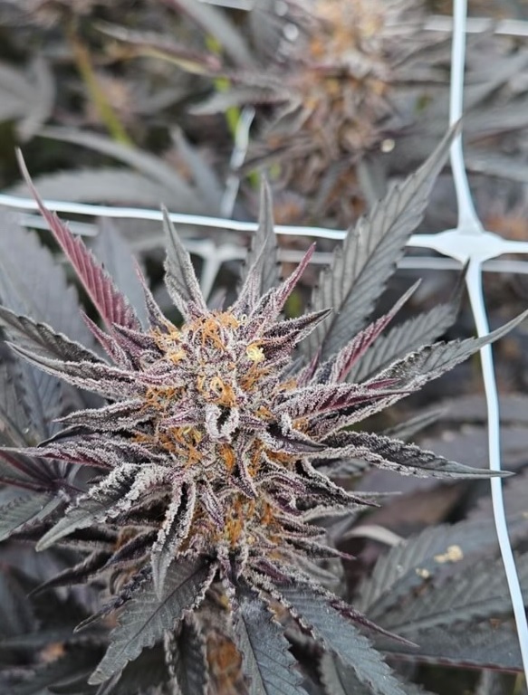 Cash Cow - Hash Burger x Kobe Beef Bx3 - Image 3