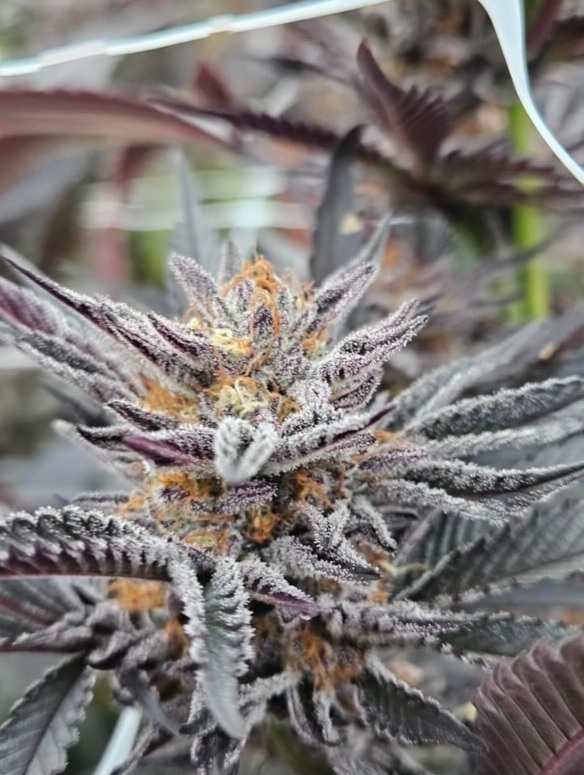 Cash Cow - Hash Burger x Kobe Beef Bx3 - Image 4