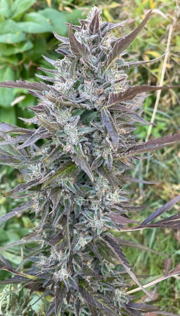 Beef Breath - Sherb Breath x Kobe Beef Bx3