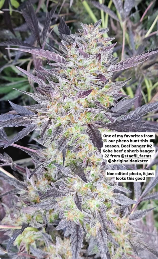 Beef Banger - Sherbanger 33 x Kobe Beef Bx3