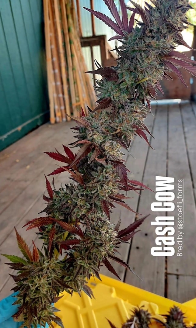 Cash Cow - Hash Burger x Kobe Beef Bx3 - Image 5