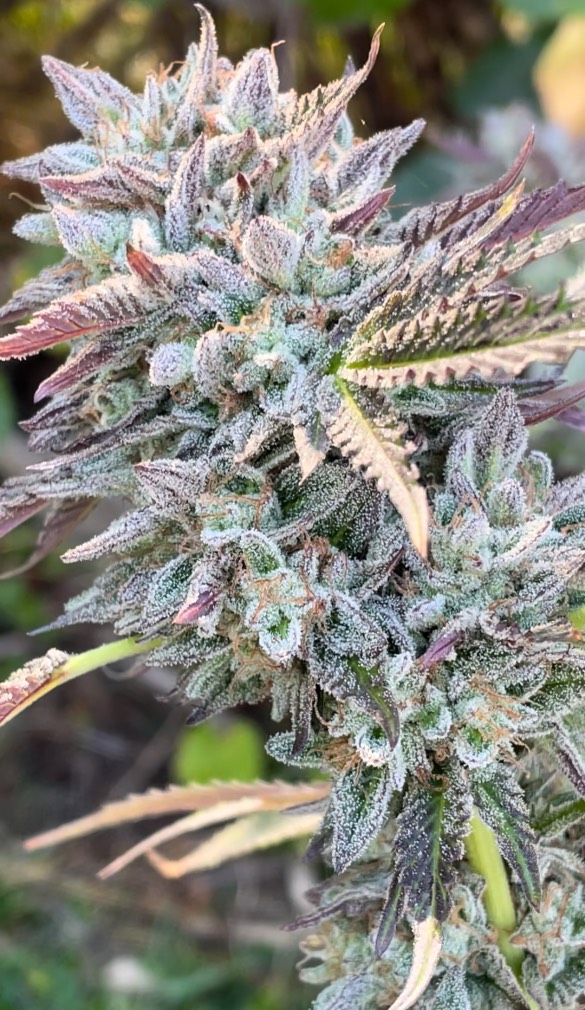Garlic Beef - Garlic Breath x Kobe Beef bx3 - Image 2