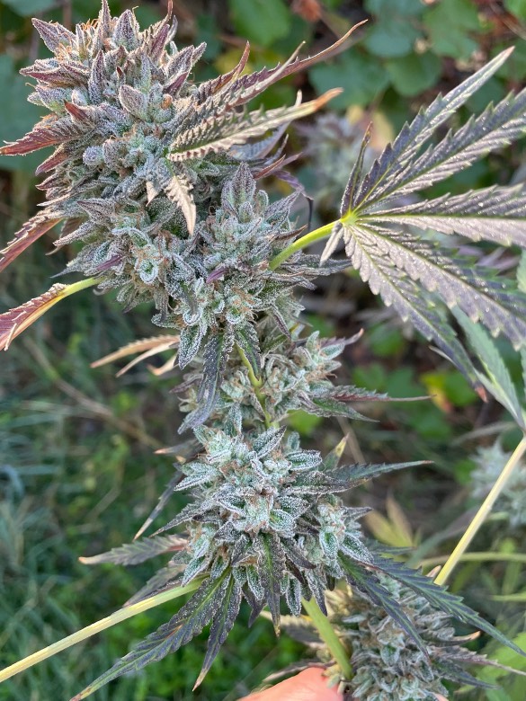 Garlic Beef - Garlic Breath x Kobe Beef bx3 - Image 3