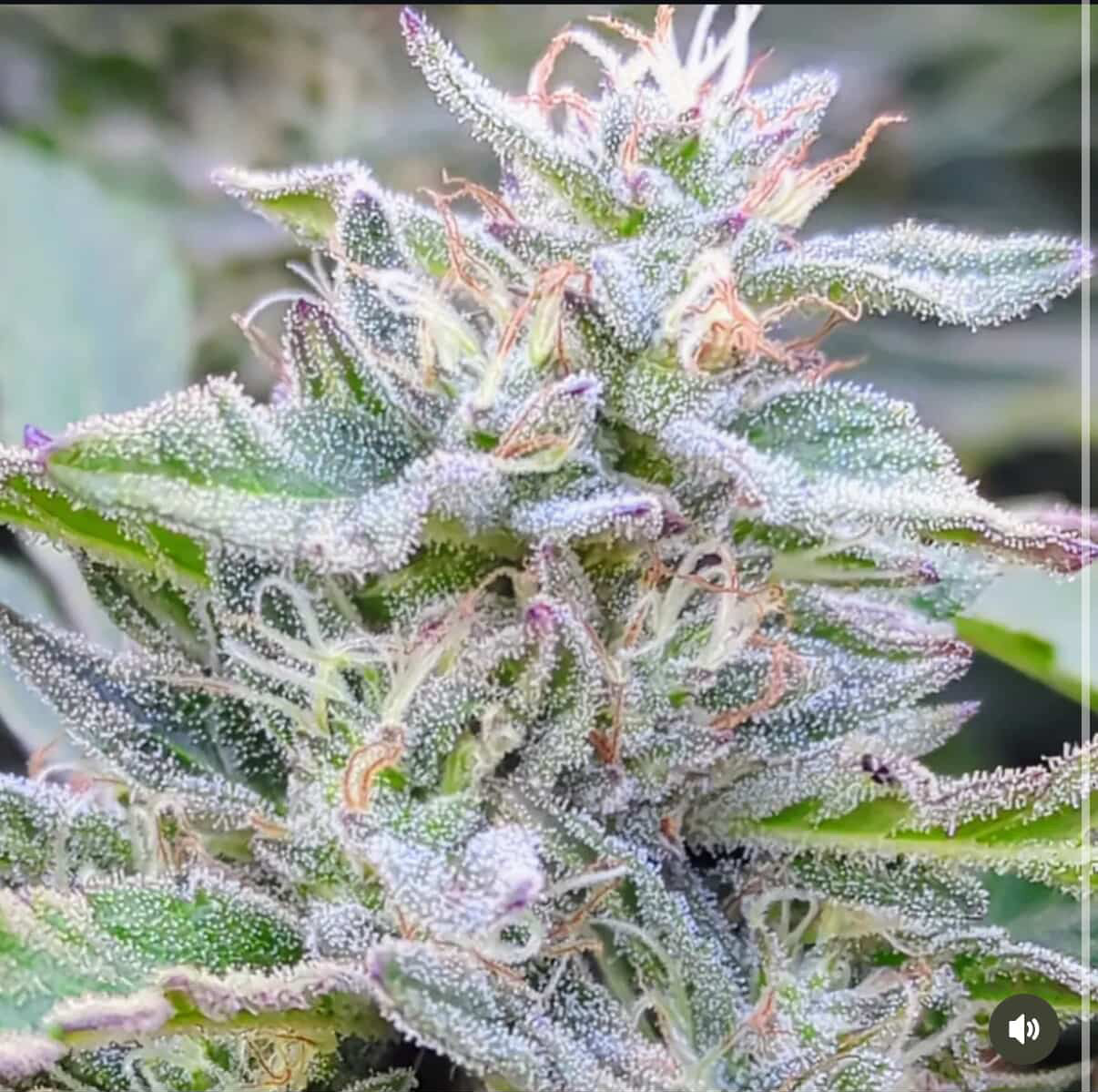 Cash Cow - Hash Burger x Kobe Beef Bx3 - Image 2
