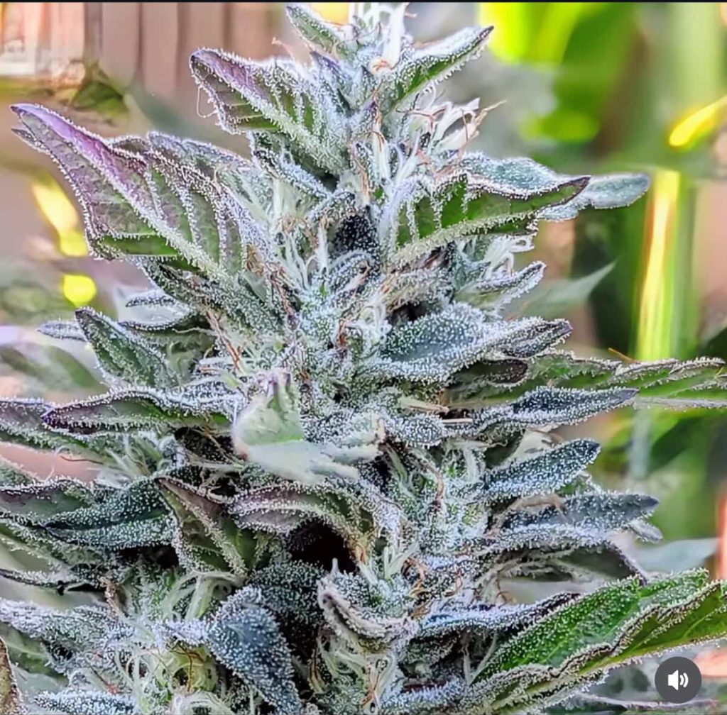 Cash Cow - Hash Burger x Kobe Beef Bx3