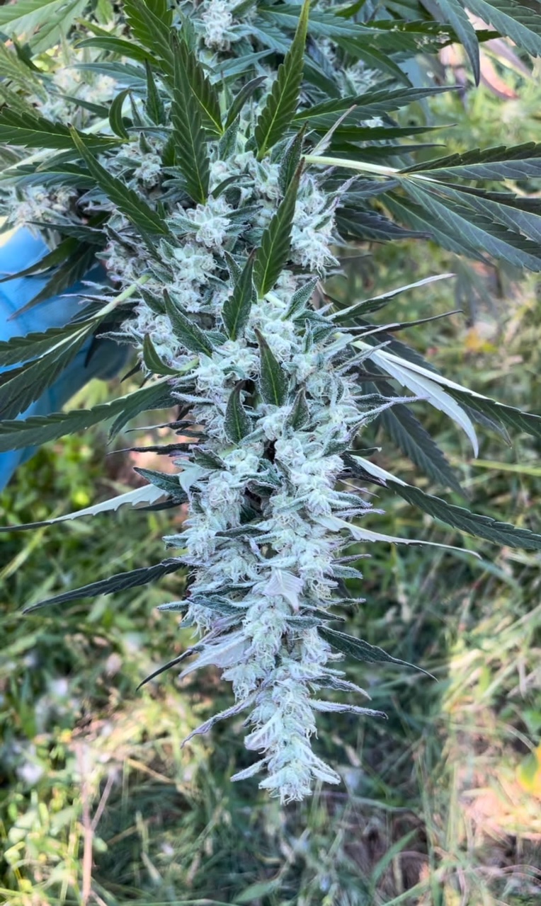 Bread Winner F3 (Garlic Breath x Breadstix) F3