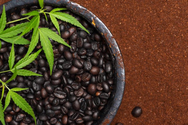 organic cannabis seeds