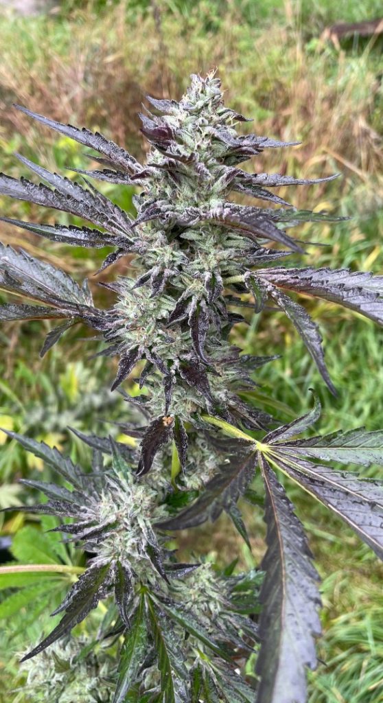 Noize Complaint F2 (Monaco Octane x Skunk Bait) F2