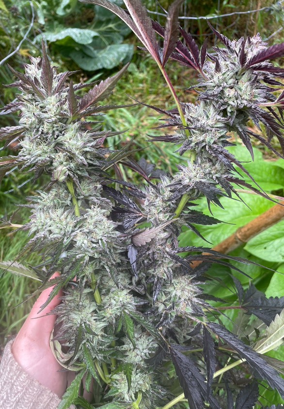 Noize Complaint F2 (Monaco Octane x Skunk Bait) F2 - Image 2