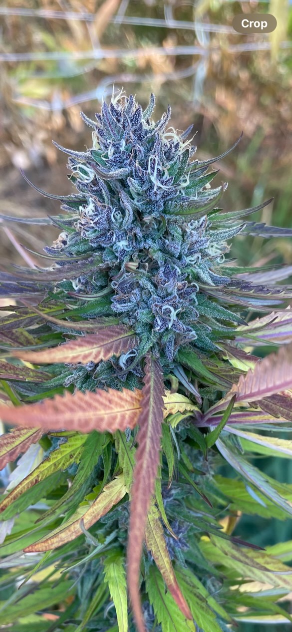 Blue Blooded Haze - (Maui True Blood x Blueberry Haze)