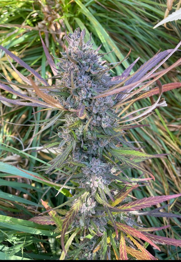 Blue Blooded Haze - (Maui True Blood x Blueberry Haze) - Image 2