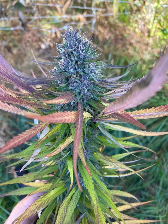 Blue Blooded Haze - (Maui True Blood x Blueberry Haze) - Image 3