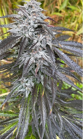 Hippie Pantz (Pajama Pantz x Hippie Toast)