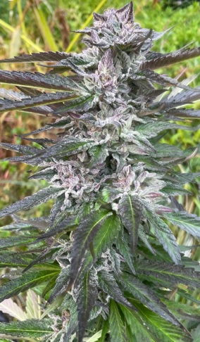 Hippie Pantz (Pajama Pantz x Hippie Toast) - Image 3