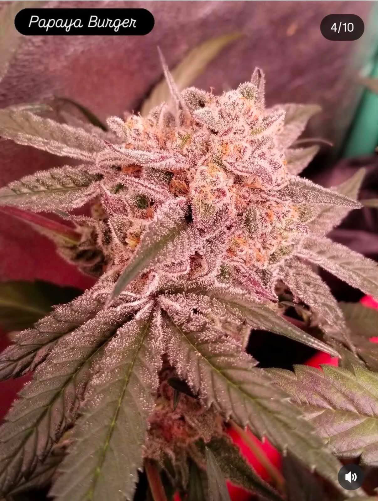 Papaya Burger - (Hash burger x Papaya Slüt) - Image 3