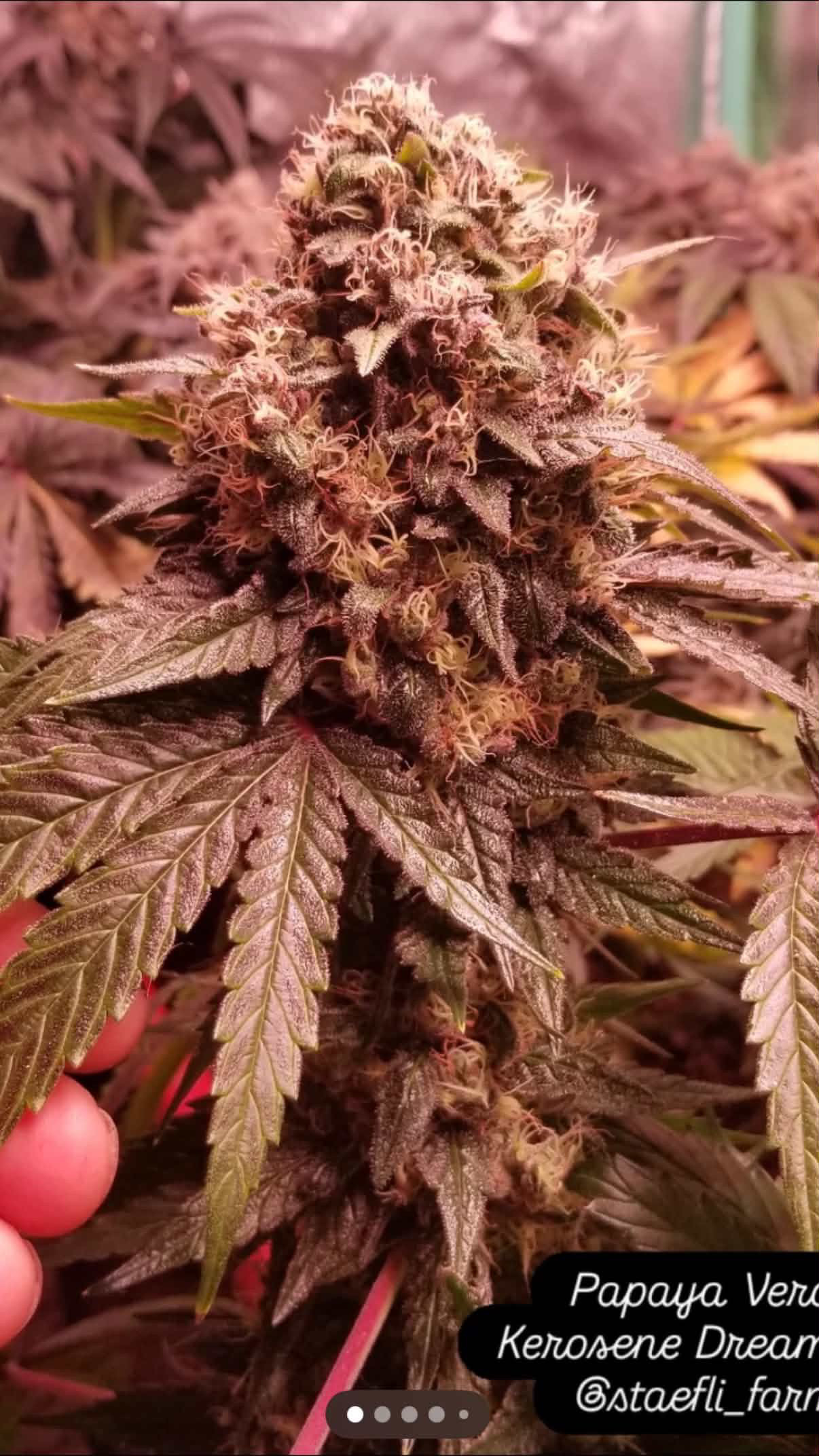 Papaya Verde - (Chile Verde x Papaya Slüt)