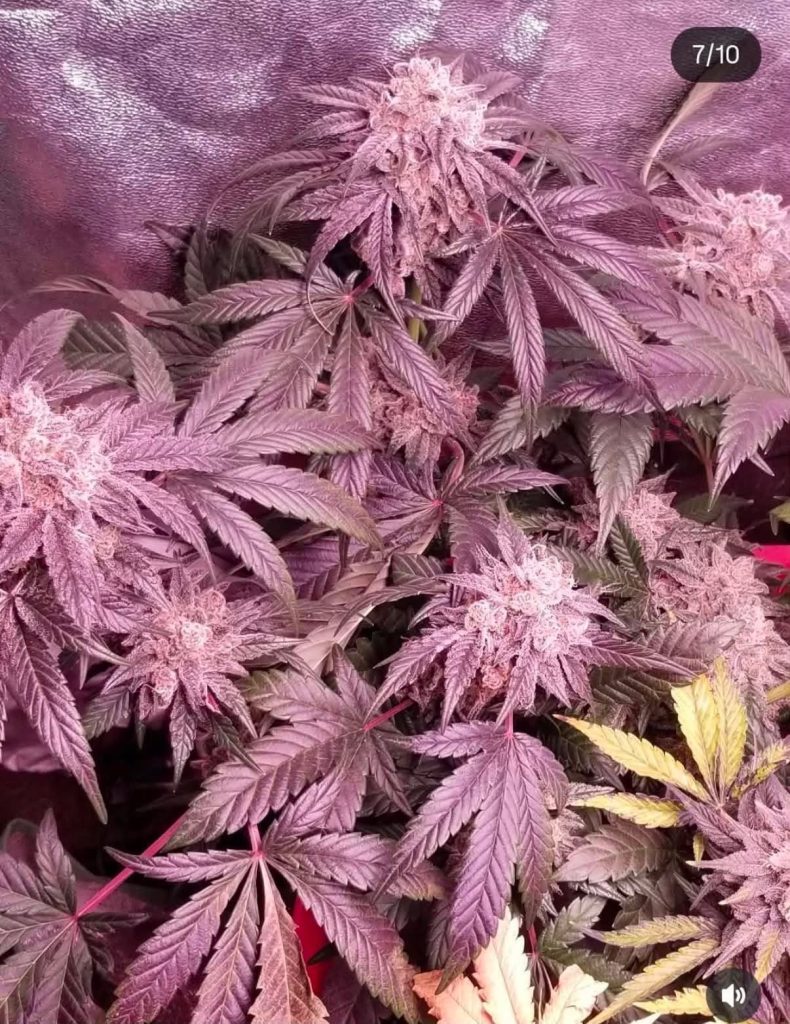 Papaya Burger - (Hash burger x Papaya Slüt)