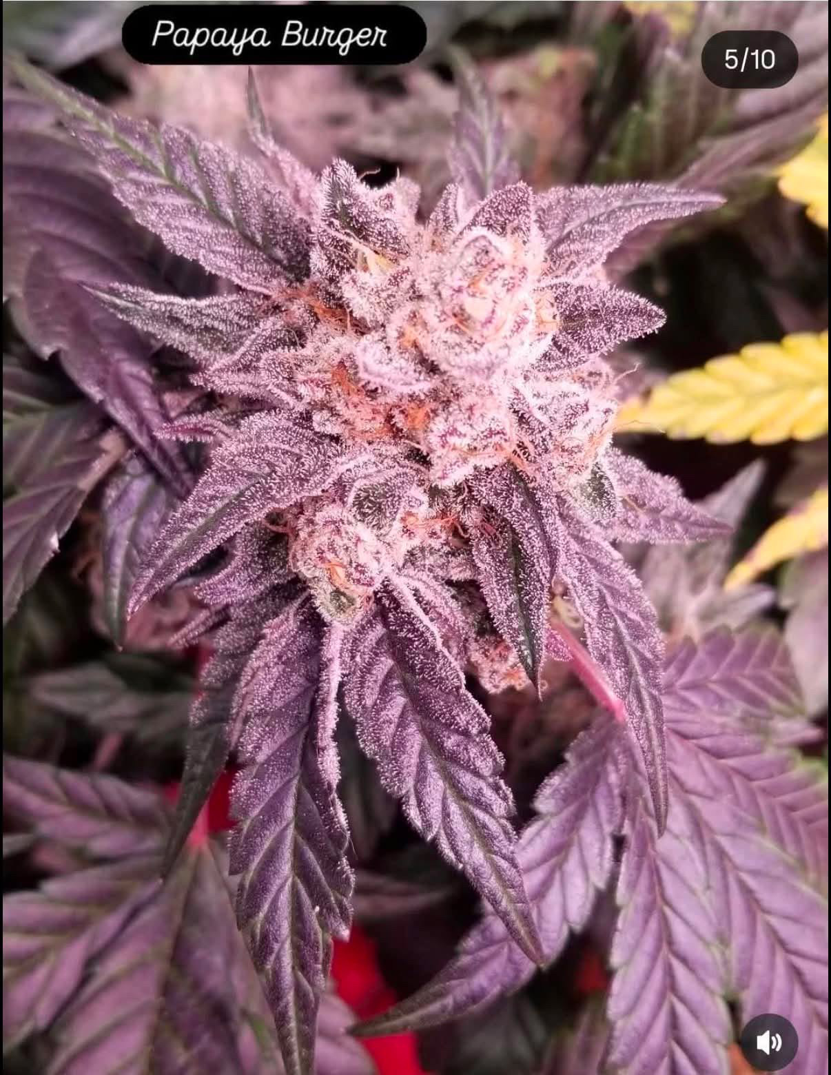 Papaya Burger - (Hash burger x Papaya Slüt) - Image 2