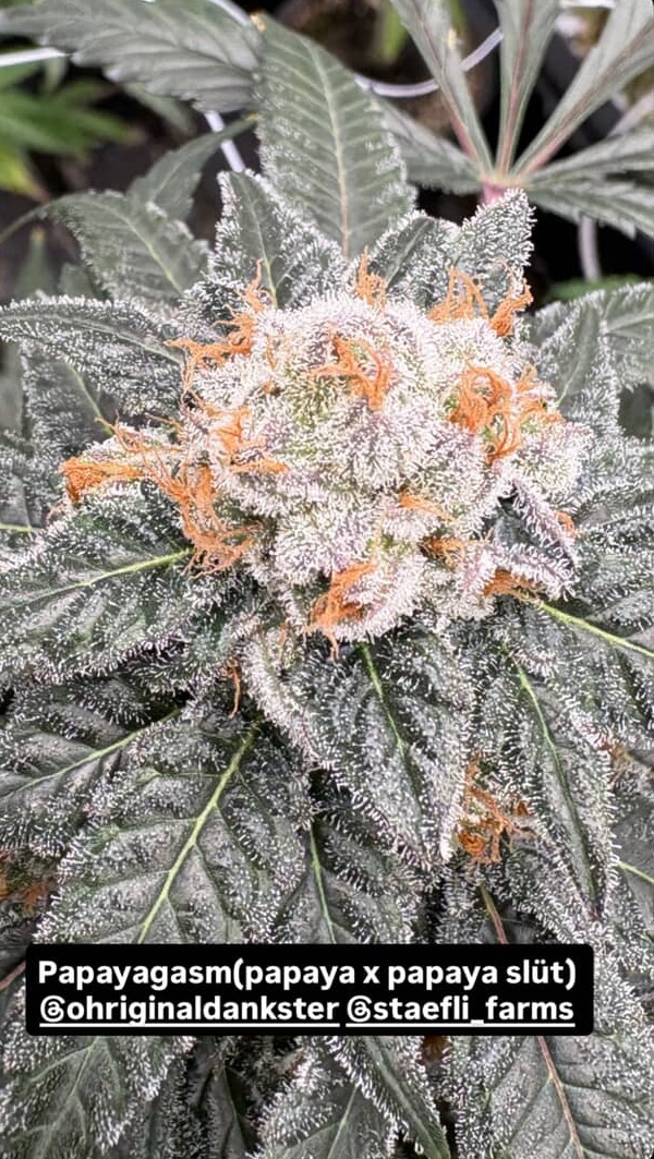 Papayagasm - (Papaya x Papaya Slüt)
