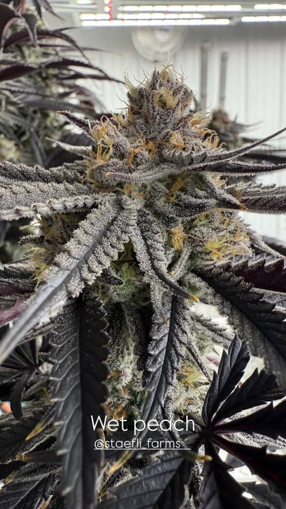 Wet Peach - (Moroccan peaches x Papaya Slüt) - Image 2