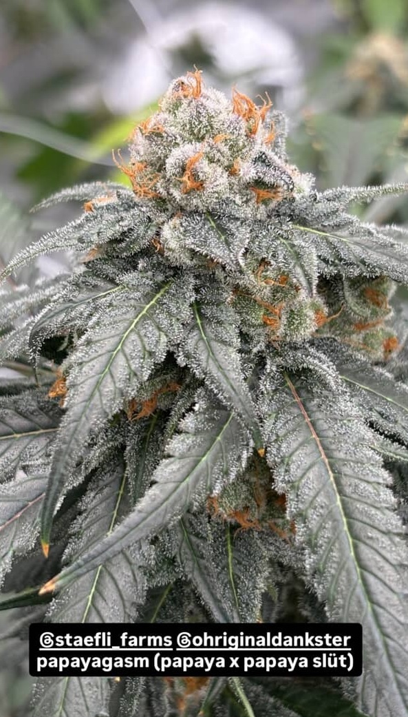 Papayagasm - (Papaya x Papaya Slüt) - Image 2