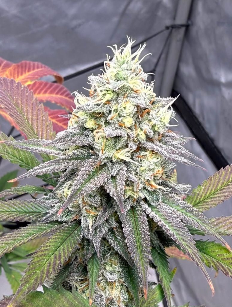 Crumpetz - Chem D x Bread Winner F3