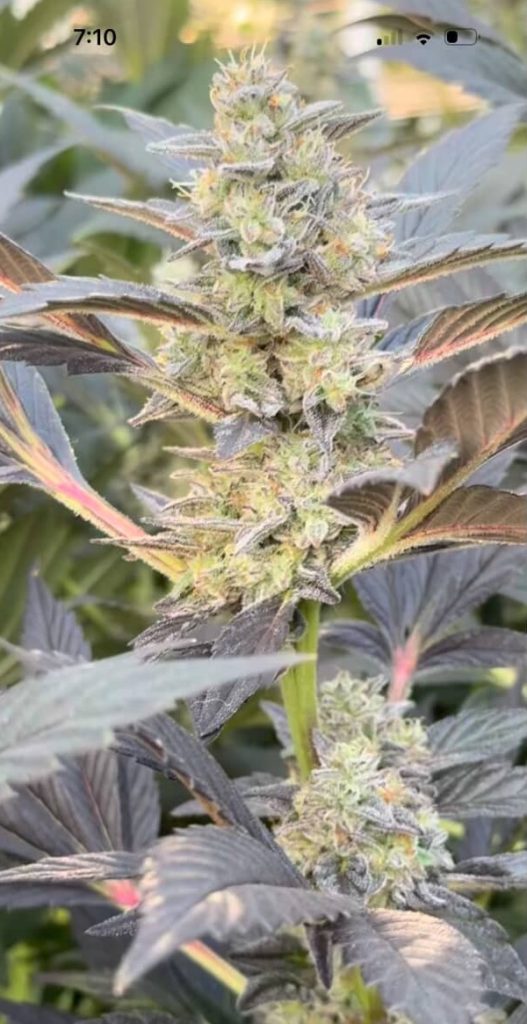 Breath Winner V2 - Garlic Breath x Bread Winner F3