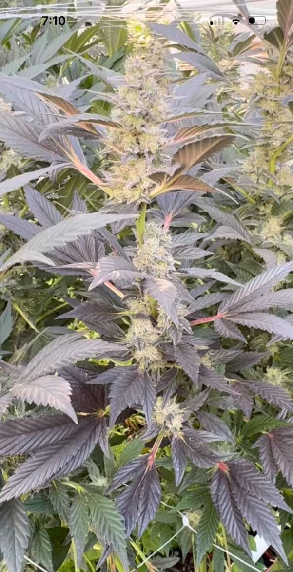 Breath Winner V2 - Garlic Breath x Bread Winner F3 - Image 2