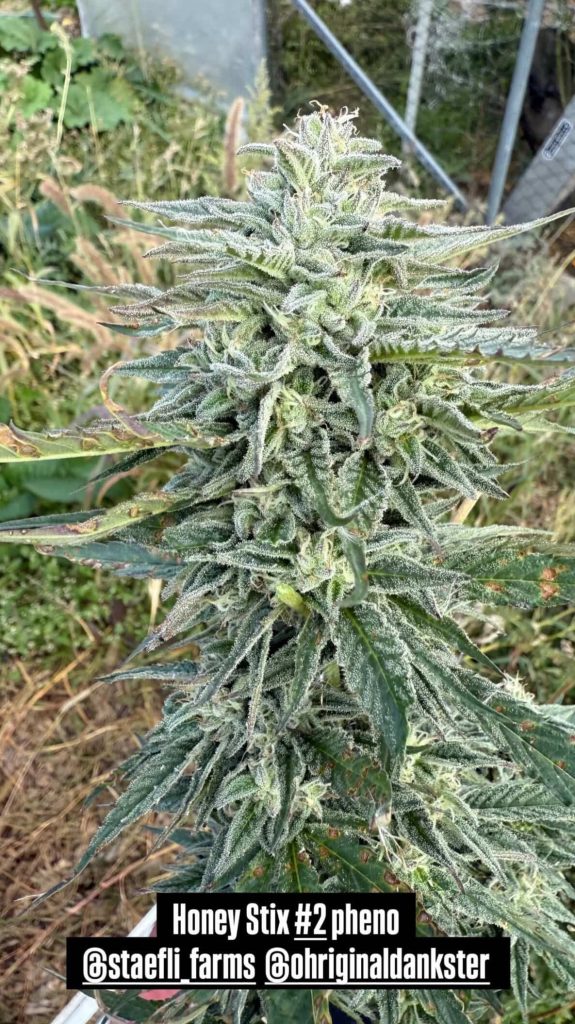Honey Stix (Honey Banana x Agent Orange x Beefstix)