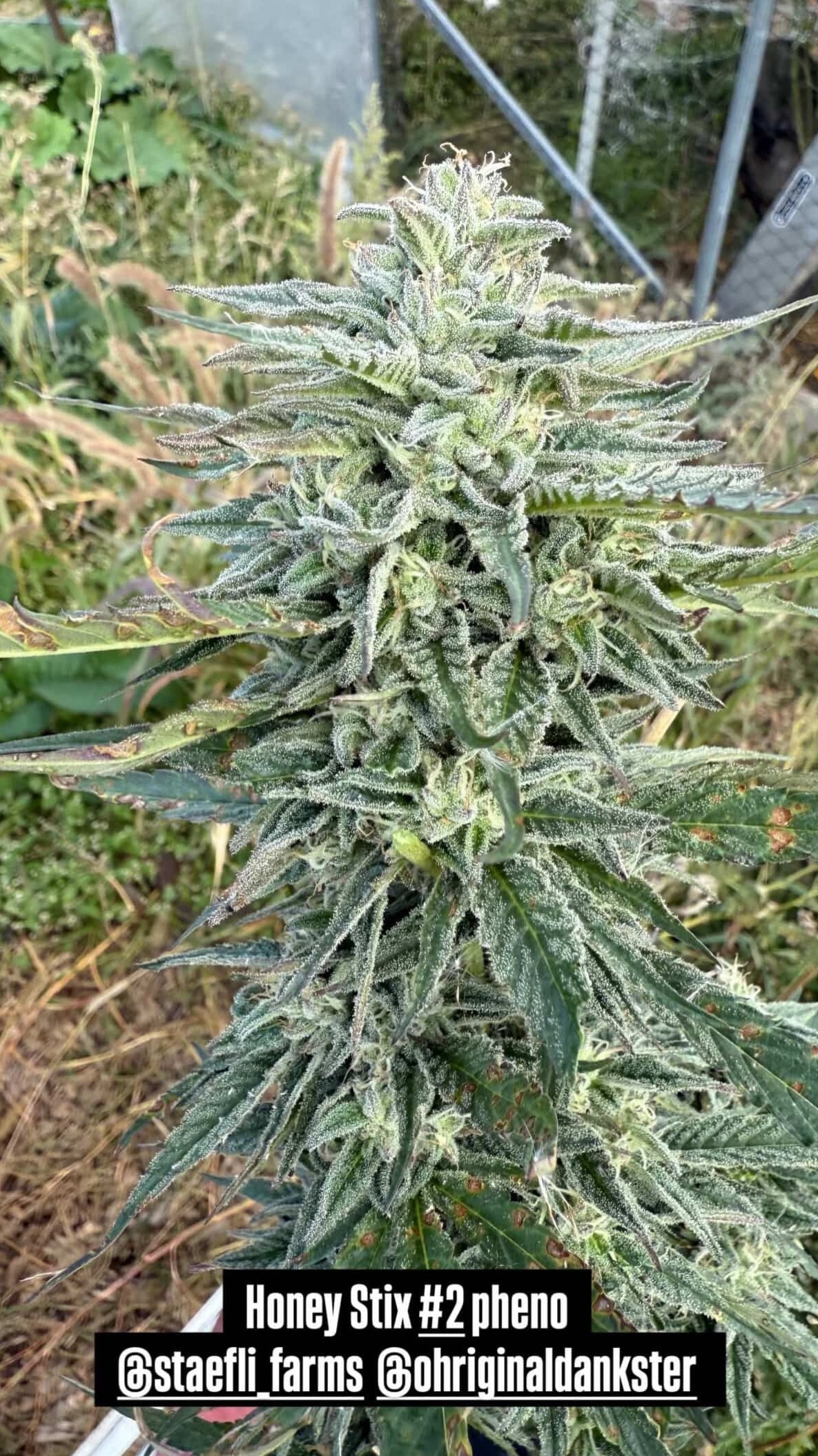 Honey Stix (Honey Banana x Agent Orange x Beefstix)