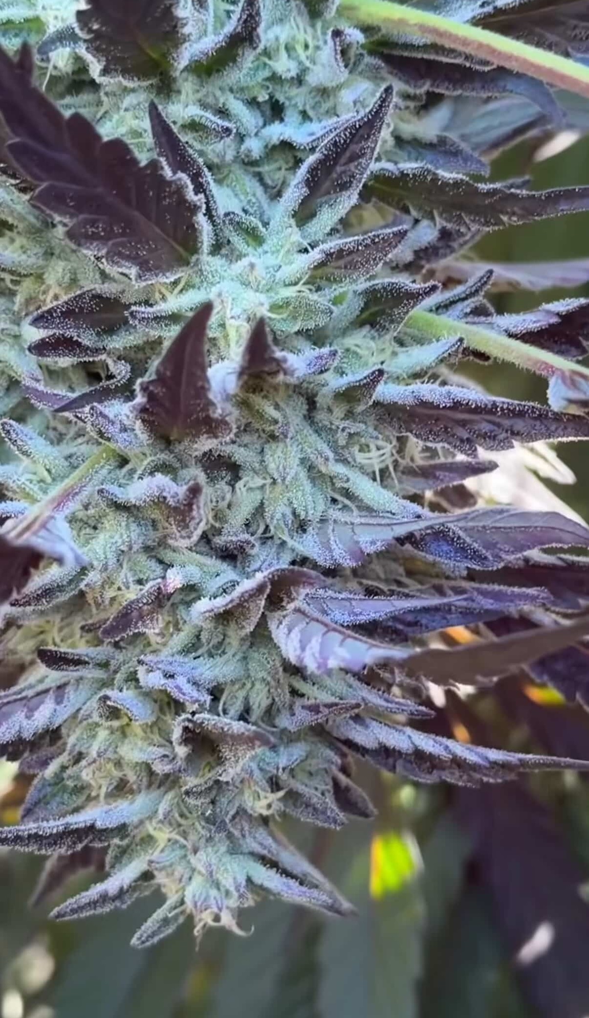 Lab Meat - Chem D x Cash Cow - Image 4