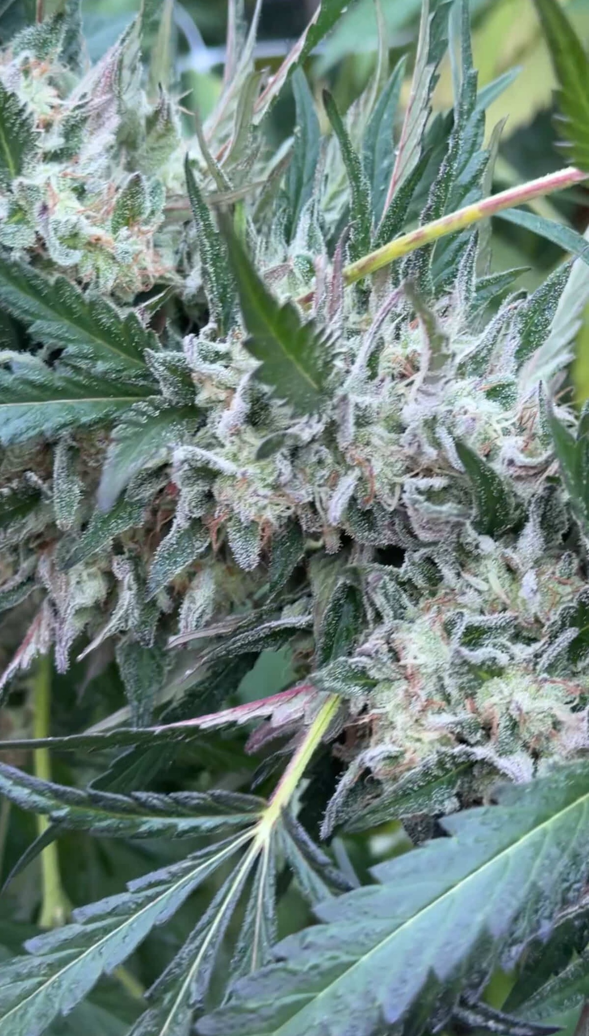 Grass Fed Guava - Strawberry Guava x Cash Cow