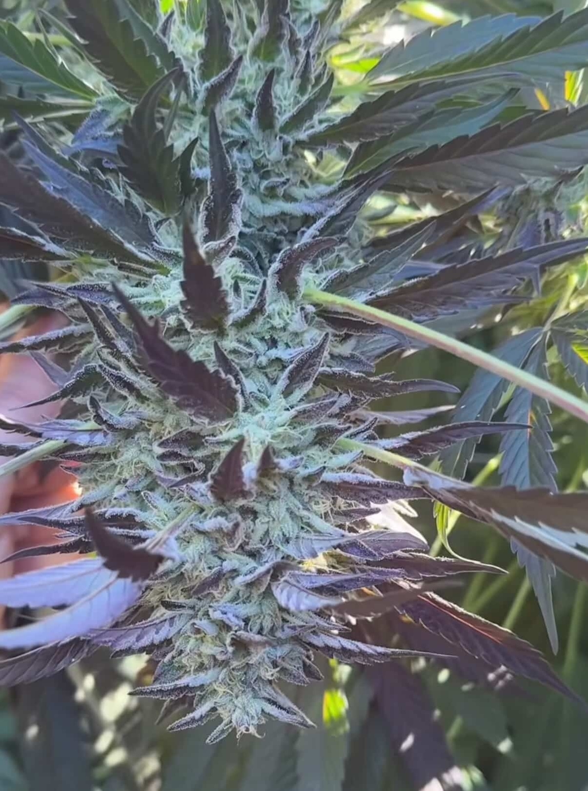 Lab Meat - Chem D x Cash Cow - Image 2