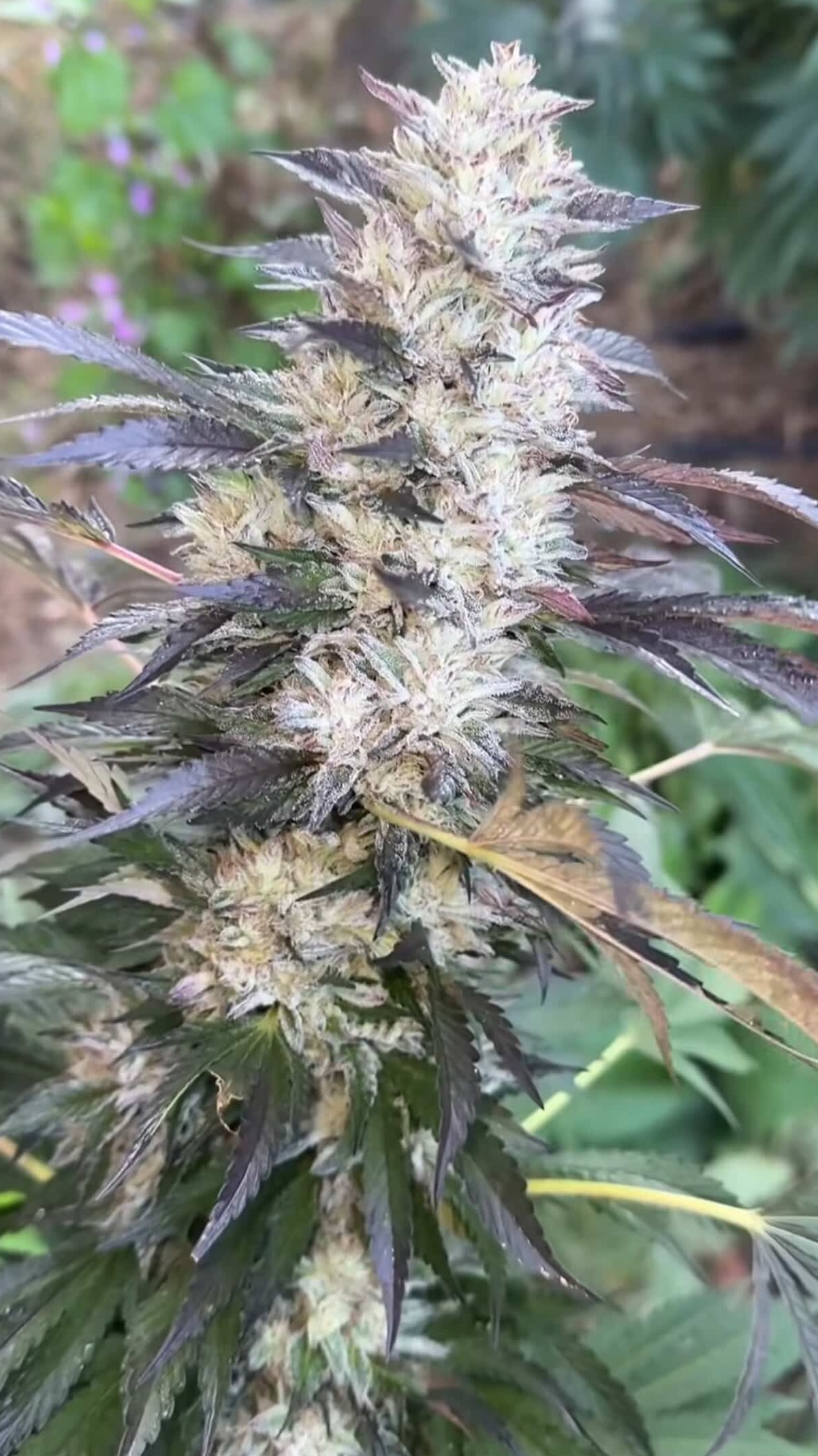 Lab Meat - Chem D x Cash Cow - Image 5
