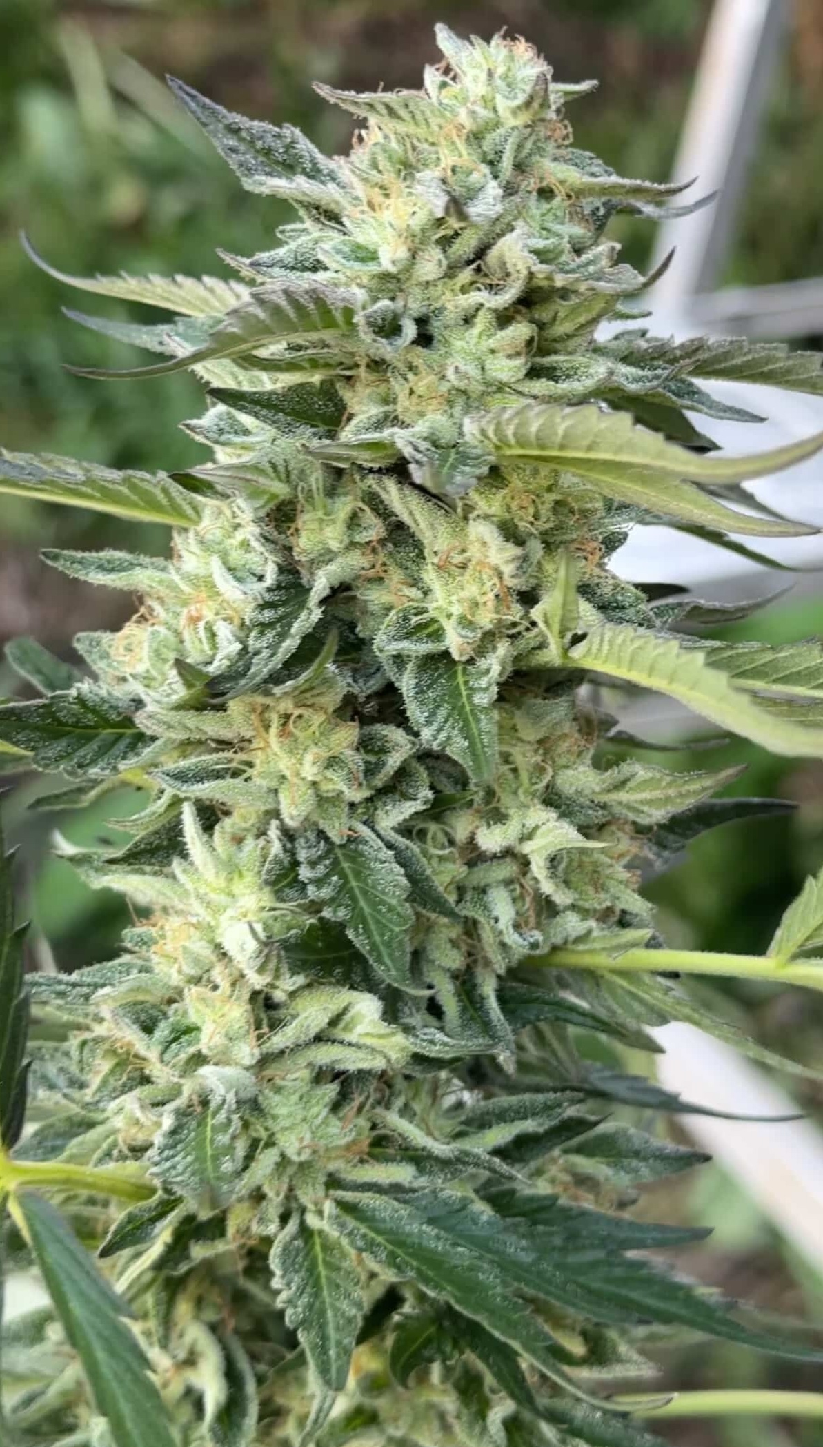 Grass Fed Guava - Strawberry Guava x Cash Cow - Image 3