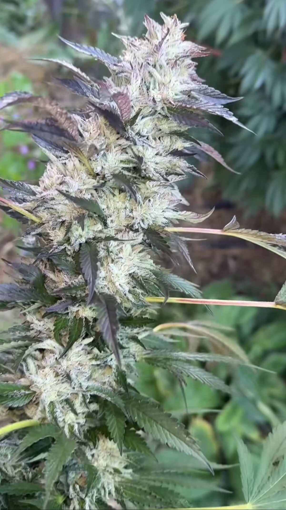 Lab Meat - Chem D x Cash Cow - Image 3