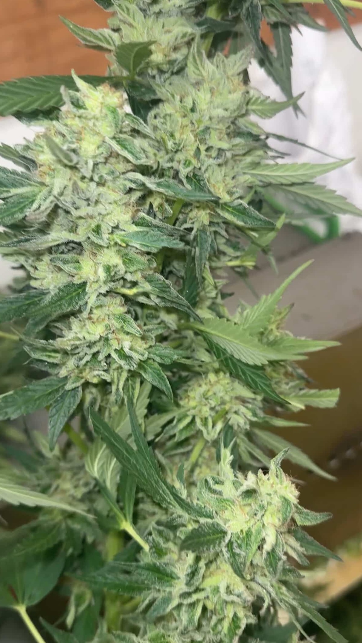 Grass Fed Guava - Strawberry Guava x Cash Cow - Image 5